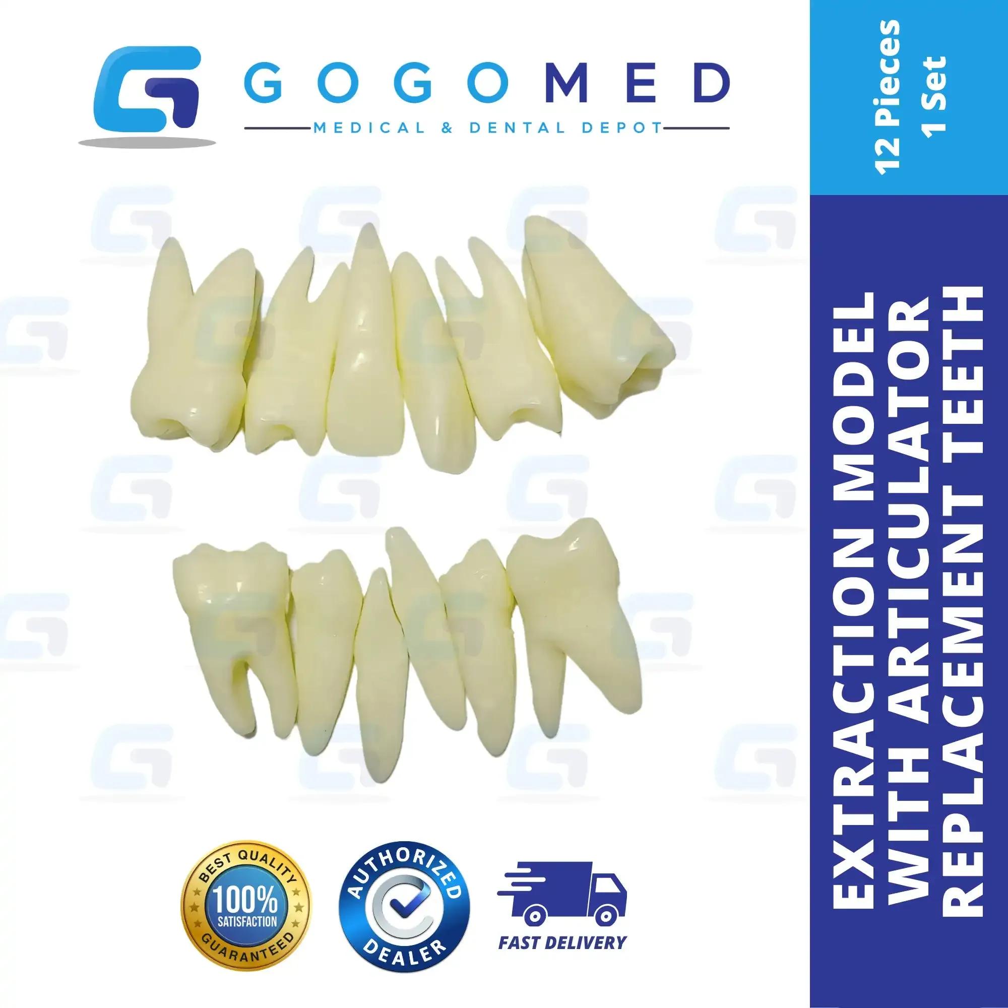 OS Extraction Model with Articulator