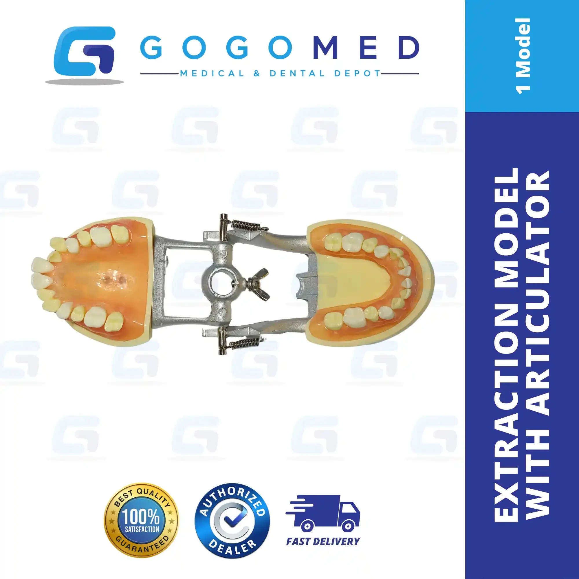 OS Extraction Model with Articulator
